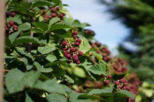 im Garten
